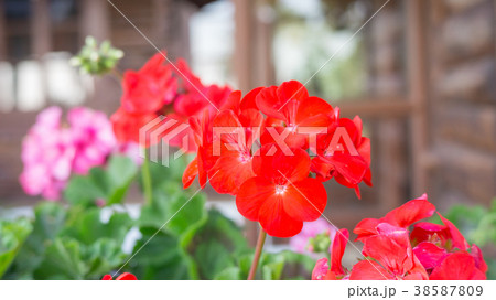Red Geranium flower in a garden. Red Geranium flower in a garden. 38587809