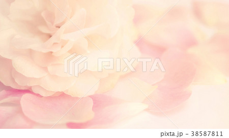 Close up of a pink rose flower. Vintage style and soft focus. Close up of a pink rose flower. Vintage style and soft focus. 38587811