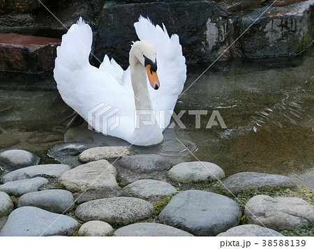 コブハクチョウ コブハクチョウ 38588139