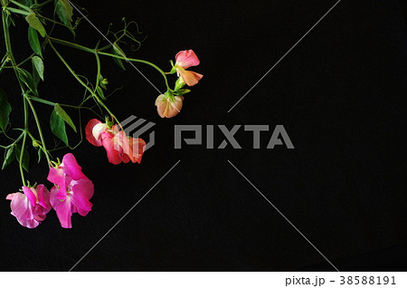 スイートピー（黒バック） 38588191