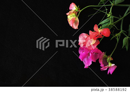 スイートピー（黒バック） 38588192