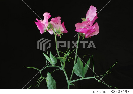 スイートピー（黒バック） 38588193