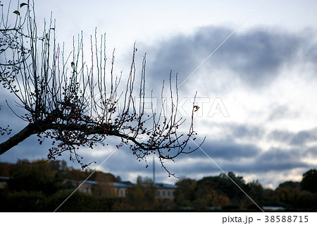 Silhouette of a branch, with berries, autumn 38588715