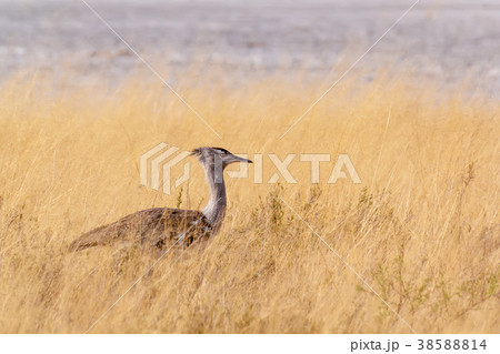 Kori Bustard in african bush 38588814