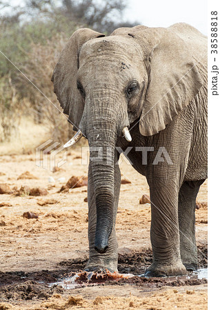 Majestic african elephants, Etosha, Namibia 38588818