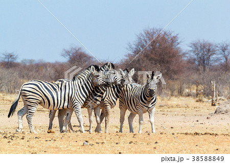 Zebra family in african bush 38588849
