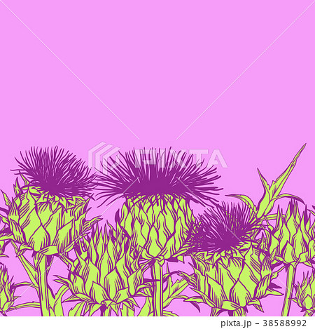 Seamless pattern with onopordum acanthium Seamless pattern with onopordum acanthium 38588992