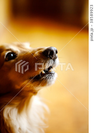室内で遠吠えをする犬の顔のクローズアップ　ミニチュアダックス 38589923