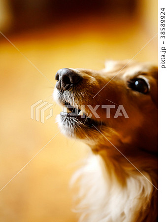 家で遠吠えする犬の顔のクローズアップ　ミニチュアダックス 38589924