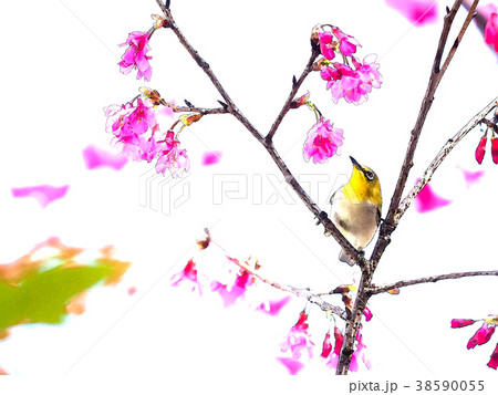 桜 さくら サクラ 38590055