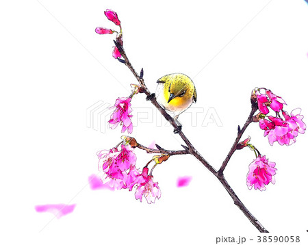 桜 さくら サクラ 38590058