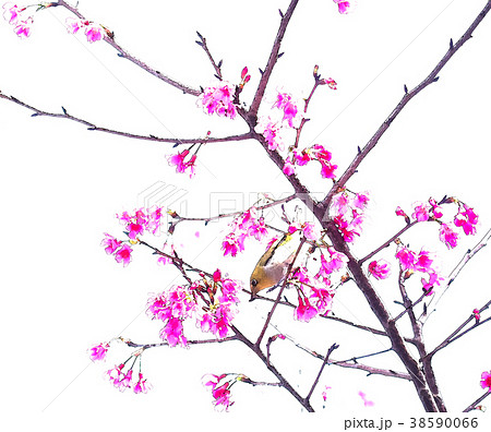 桜 さくら サクラ 38590066