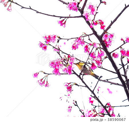 桜 さくら サクラ 38590067