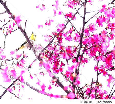 桜 さくら サクラ 38590069