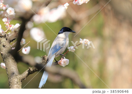 梅の花ときれいなオナガ 38590646