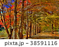 紅葉 38591116
