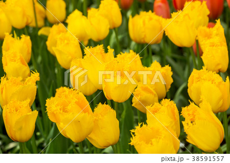 yellow tulip in the garden yellow tulip in the garden 38591557