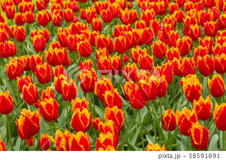 Tulip. Fresh red tulips Glade. Field with red 38591691