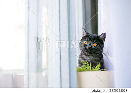 Cat looks out hiding, surprise, hunting sunlight Cat looks out hiding, surprise, hunting sunlight 38591893