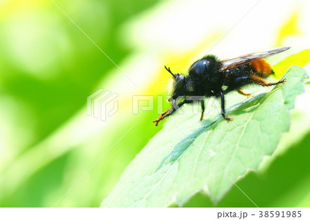 オオイシアブ 38591985