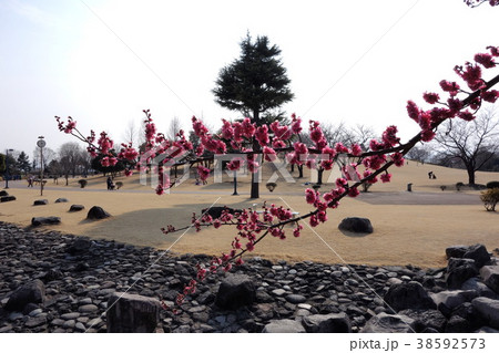 伊勢崎市民のもり公園のウメ 伊勢崎市民のもり公園のウメ 38592573