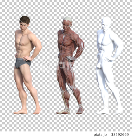男性 解剖 筋肉 3DCG イラスト素材 男性 解剖 筋肉 3DCG イラスト素材 38592669