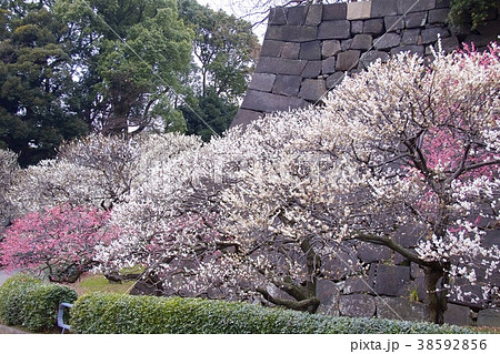 皇居東御苑 皇居東御苑 38592856