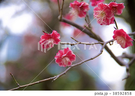 皇居東御苑 38592858