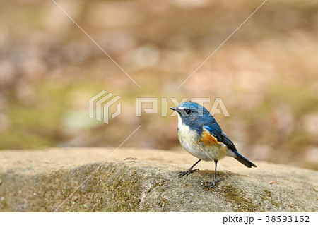 ルリビタキの雄 ルリビタキの雄 38593162