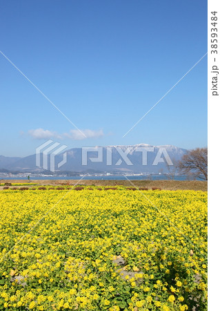 なぎさ公園の菜の花畑 なぎさ公園の菜の花畑 38593484