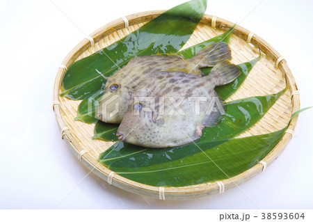 カワハギ　食材 38593604