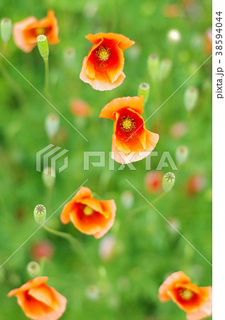 ポピー 38594044