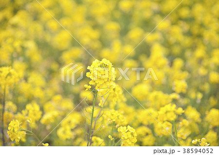 菜の花 菜の花 38594052
