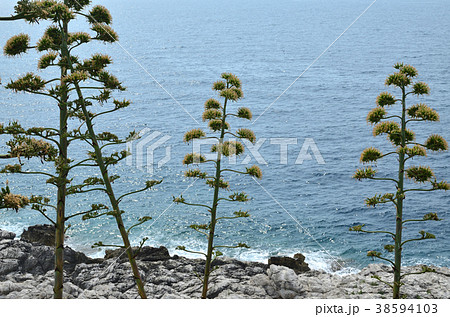 Coastal plants and sea water Coastal plants and sea water 38594103