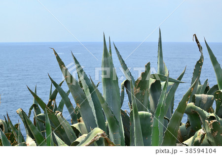 Wild coastal bushes Wild coastal bushes 38594104