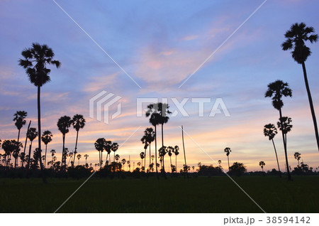 silhouette sugar palm tree on sunset sky in paddy  38594142