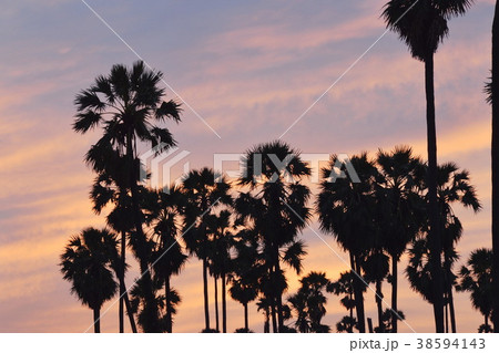 silhouette sugar palm tree on sunset sky in paddy  38594143