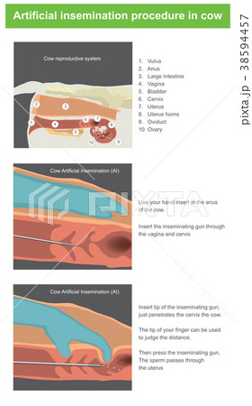 Artificial insemination procedure in cow 38594457