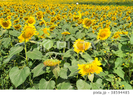 ひまわり畑 38594485