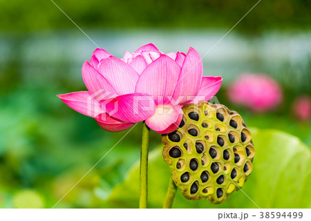 蓮の花 38594499