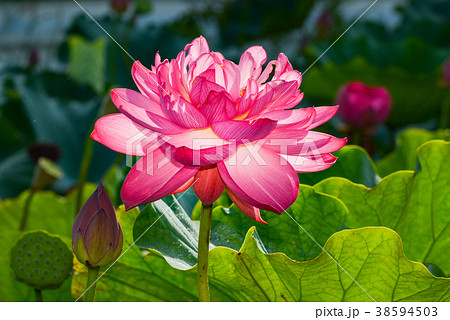 蓮の花 蓮の花 38594503