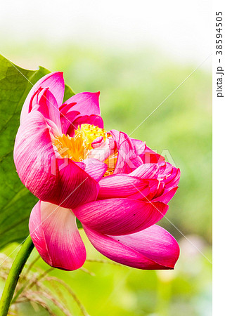 蓮の花 蓮の花 38594505