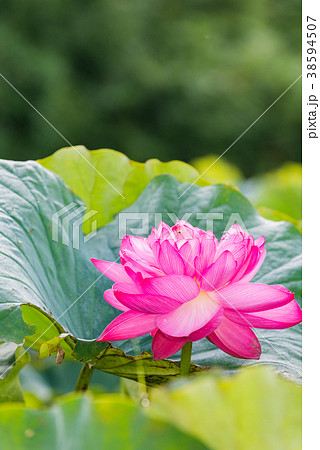 蓮の花 蓮の花 38594507