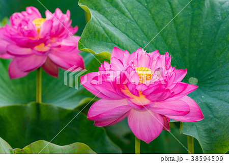 蓮の花 蓮の花 38594509