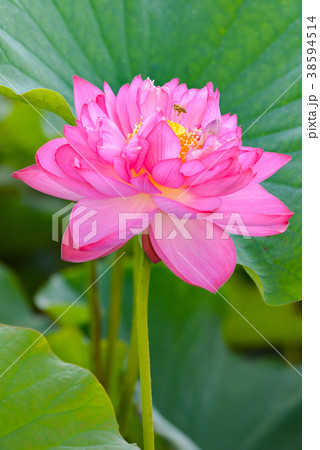 蓮の花 蓮の花 38594514