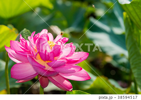 蓮の花 蓮の花 38594517