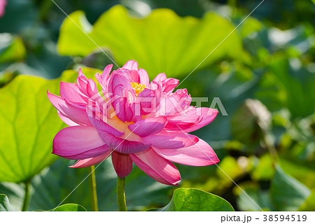 蓮の花 蓮の花 38594519