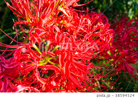 曼殊沙華の花 38594524