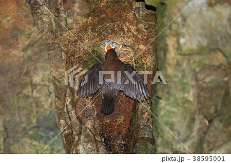 カワガラスの子育て 38595001