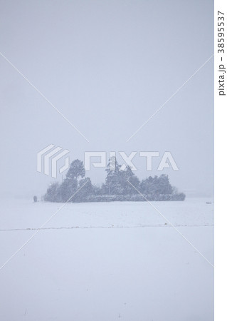 雪の日に散策をする。　吹雪いているので斜めに白い線が入っています。 38595537